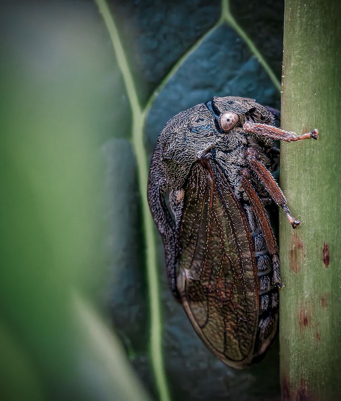 Горбатка обыкновенная лето 2025 макро Минимонстрик!photo preview