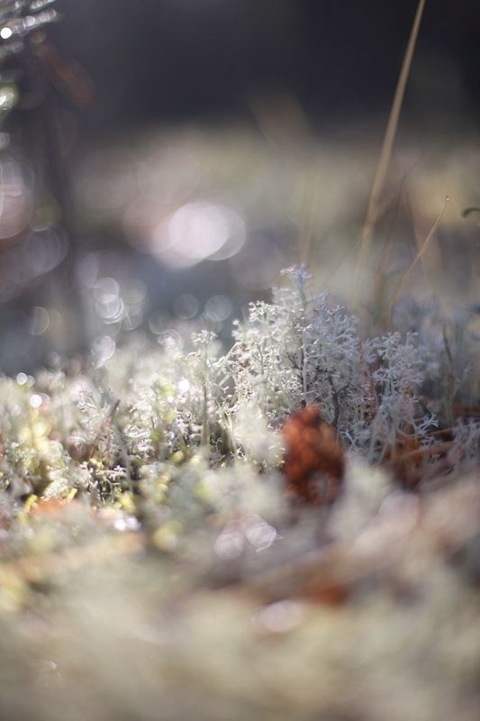 север, мох, солнце, ягель, осень макро В лучах солнцаphoto preview