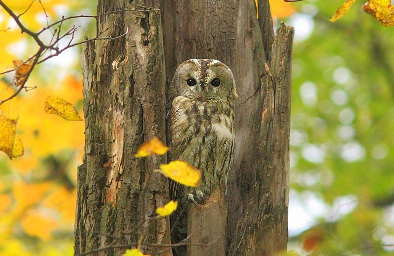 Сераяphoto preview