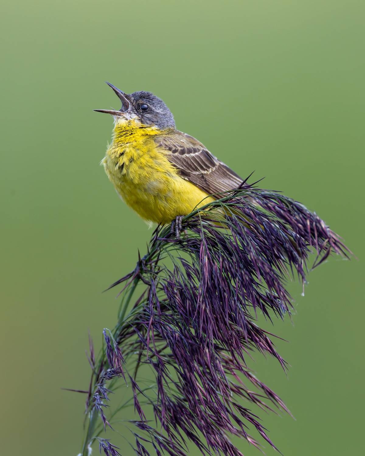 желтая трясогузка,трясогузка, птицы, Ruslan Pl