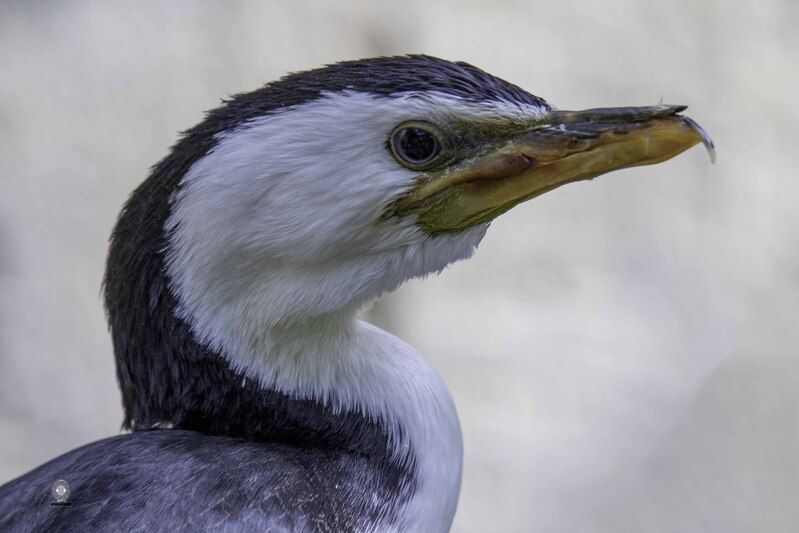 Cormorantphoto preview