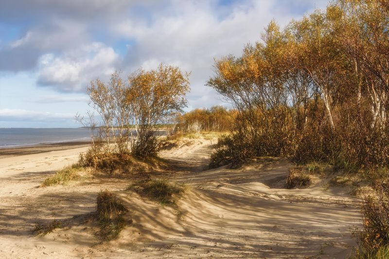 осень, утро, белое море, берег, песок, дюны, трава, деревья, карликовые березы, небо, облака тени Карликовые берёзы на берегу Белого моряphoto preview