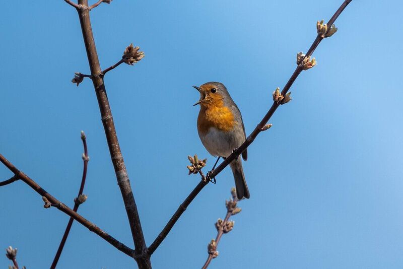 bird, wildlife, robin, nature, wild, зарянка, птицы, фотоохота, дикая природа, songbird  Весна зовет. Зарянка / Erithacus rubecula / European Robinphoto preview