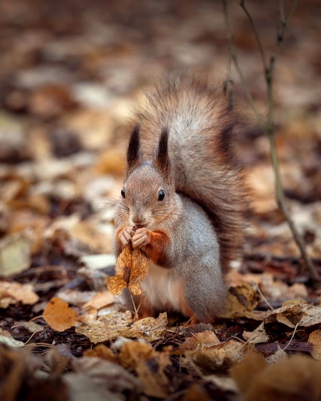 *** фото превью