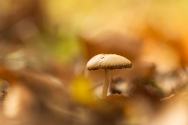 Погружение в осеньphoto preview