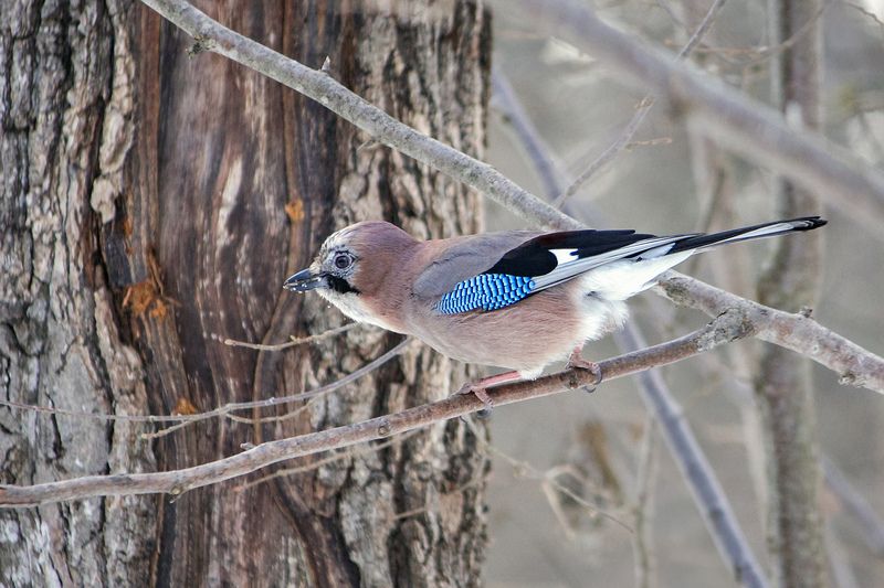 сойка, обыкновенная сойка, кареза, garrulus glandarius Сойкаphoto preview