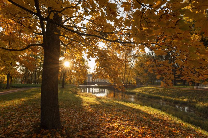 питер, пушкин, царское село, царское, autumn,  landscape, tsarskoye selo, autumn,  городской пейзаж, санкт-петербург, рассвет В Екатерининском парке осеньphoto preview