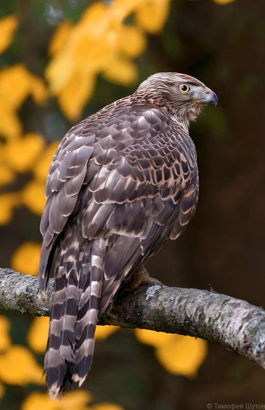 валдай Осенний стражphoto preview