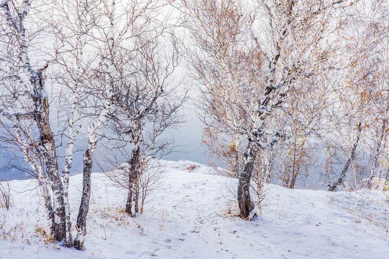 Грачи улетелиphoto preview