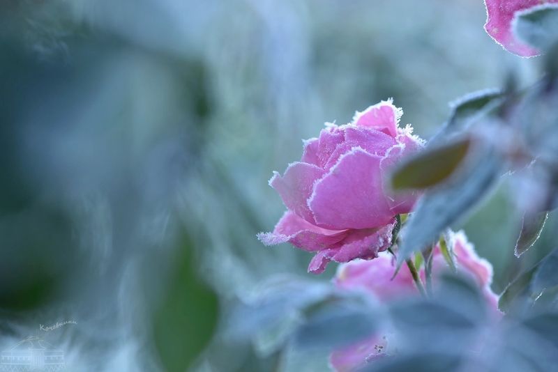 Цветы, розы  Замерзшая розаphoto preview