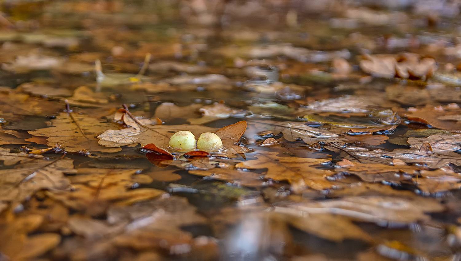 , Анатолий Зверев