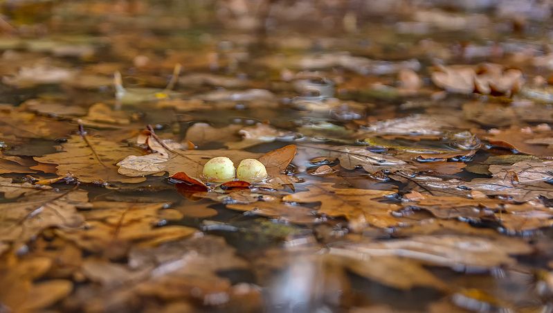 Осенний этюд.photo preview