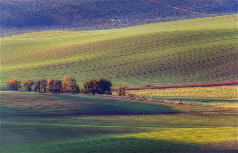 южная моравия,пейзаж,линии,south moravian,lines,свет,czech,осень,чехия,landscapes,rural Ритмы осени фото превью