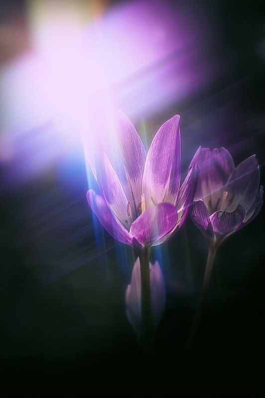 макро, macro, nature, природа, осень, autumn, золотаяосень, goldatum, безвременник Безвременникphoto preview