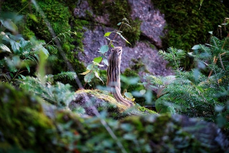 бурундук photo preview