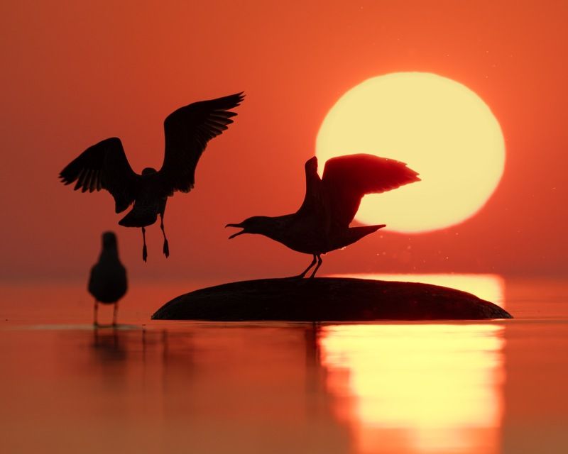 чайка, закат, финский залив, силуэт На этот раз без рыбы не возвращайся!!!photo preview