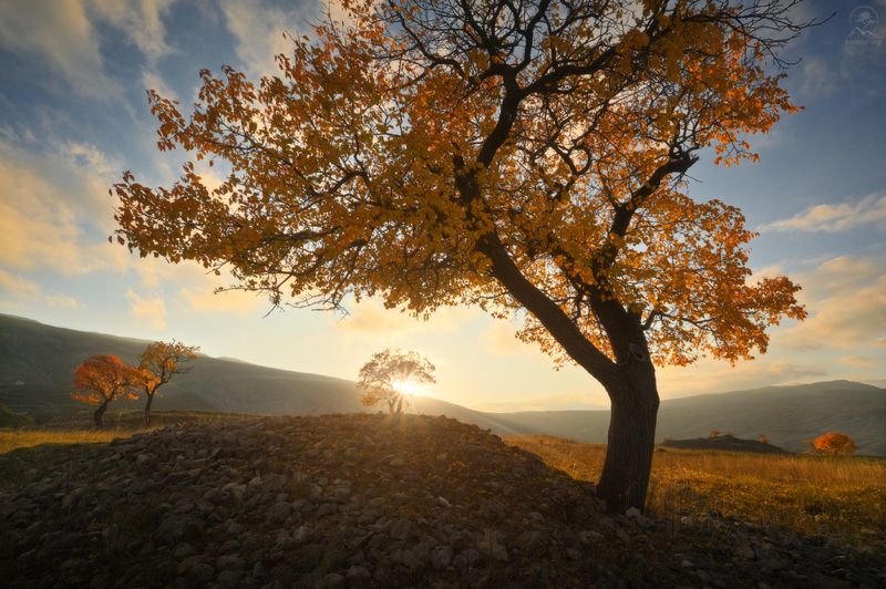 дагестан, деревья, осень, горы, террасы, чох, фототур в дагестан Ода дагестанским деревьямphoto preview