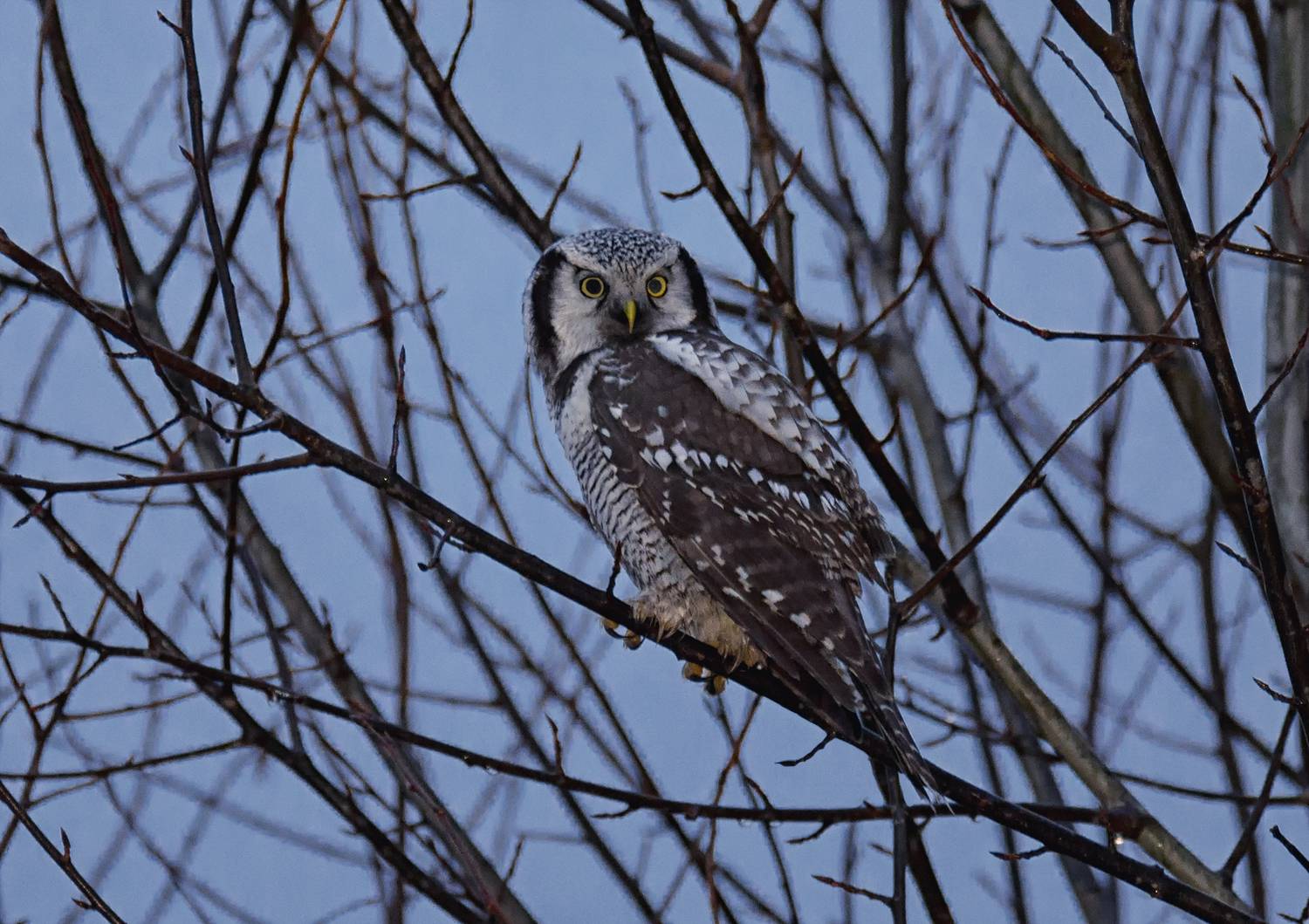 птица сова, ястребиная, лес,, Мочалова Марина