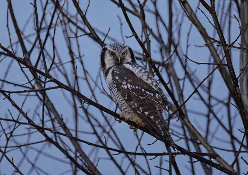 птица сова, ястребиная, лес, Ястребиная сова.photo preview