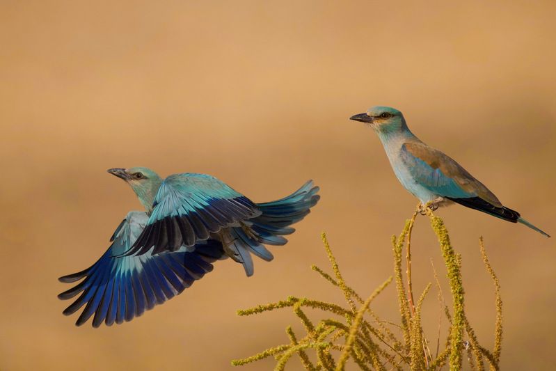 Azure Wings in Motion  фото превью