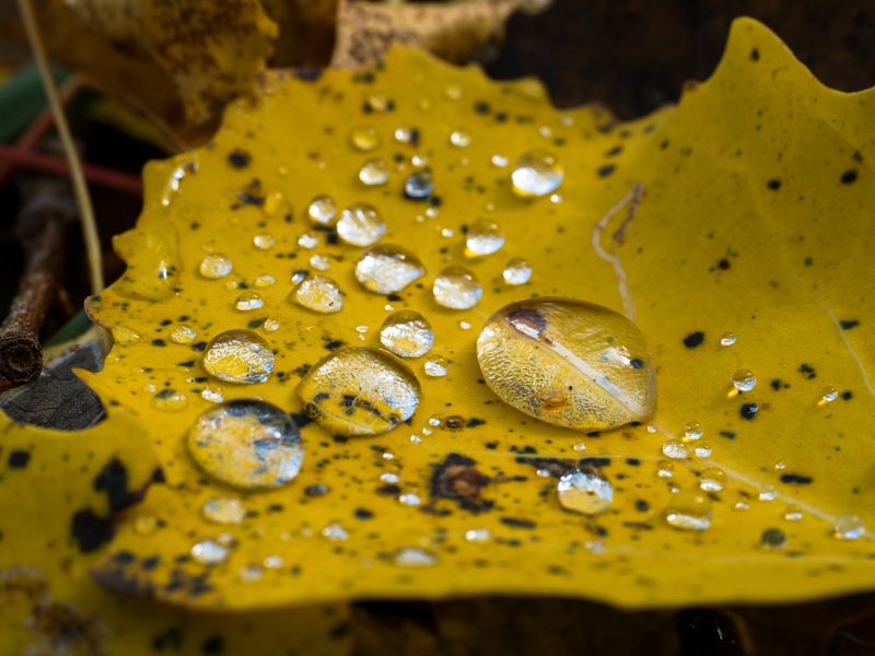 Осенний листокphoto preview