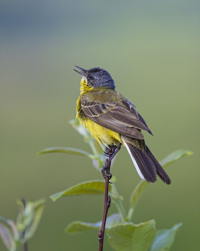 желтая трясогузка,трясогузка, птицы photo preview