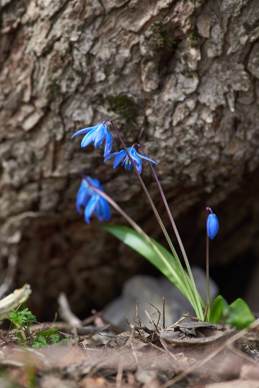 Пролеска, Павел Сторчилов