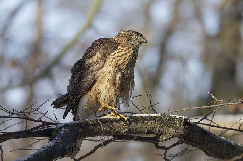 ястреб тетеревятник, ястреб, тетеревятник, птицы, ястреб-тетеревятник, хищники, хищная птица. hawk, birds, goshawkl Первые морозыphoto preview