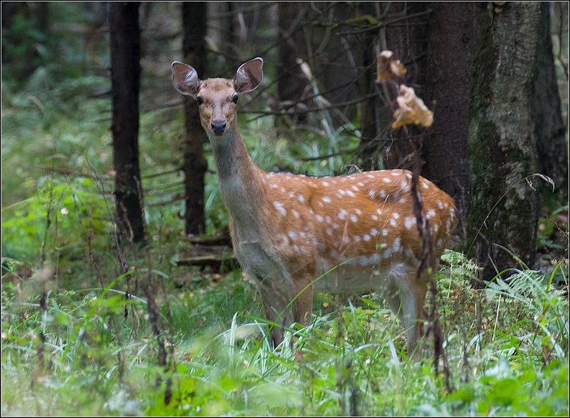 москва, осень, парк, пятнистый олень *****photo preview