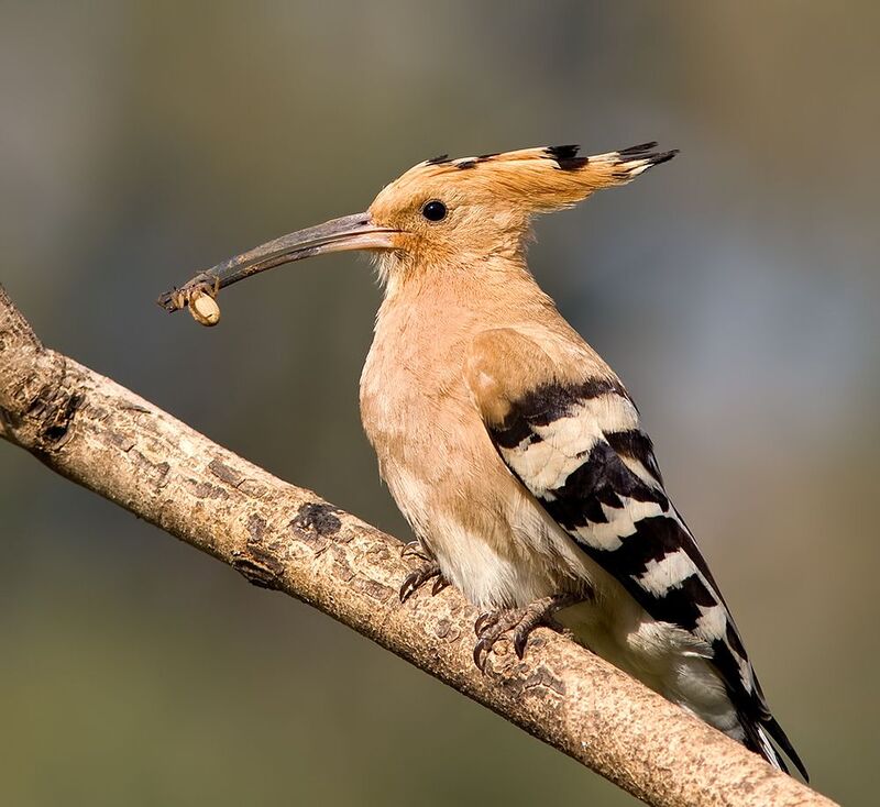 удод, upupa, epops, hoopoe, израиль, birds, птица,wild,israel, eurasian hoopoe, hoopoe Удод - Upupa epopsphoto preview
