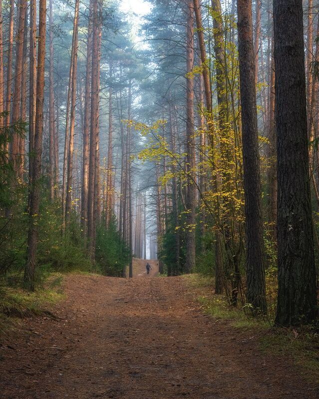 пермский край, пейзаж, рассвет, красота природы, поле, лес, туман, утро, осень Прогулка в сосновом лесу фото превью