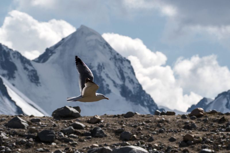 монголия Монгольская чайкаphoto preview