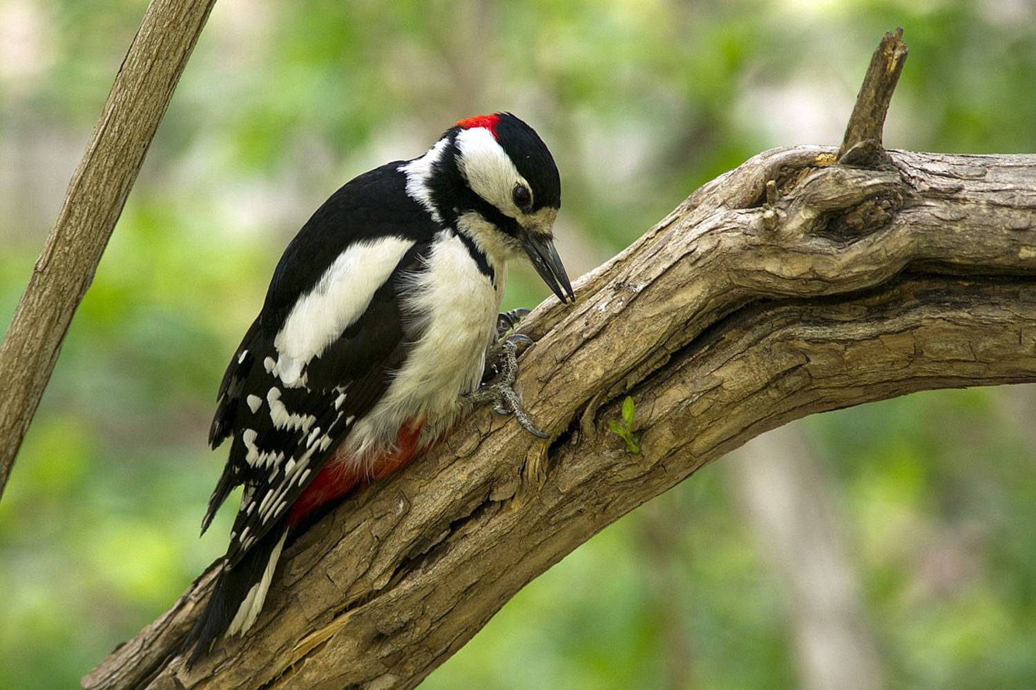 , Владимир Письмак