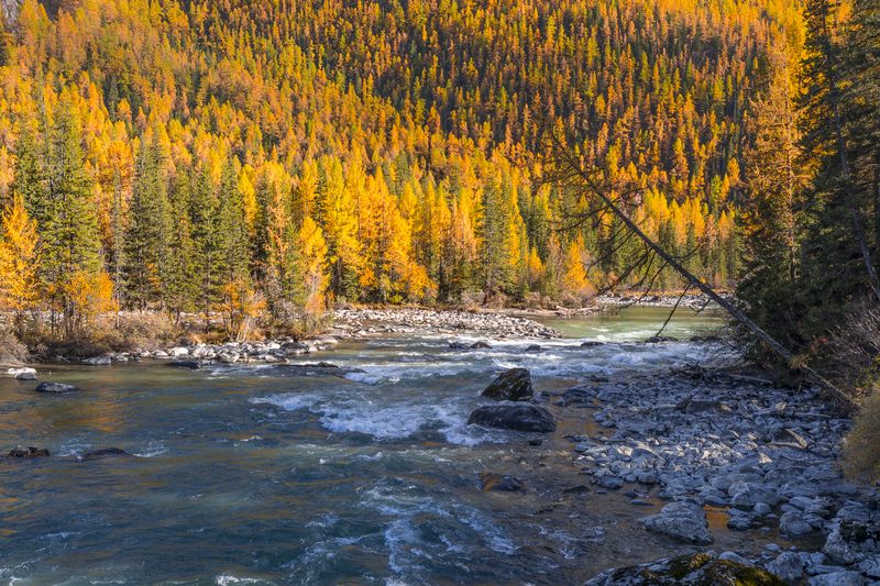 россия, горный алтай, река, осень, осенние краски Многоцветье осениphoto preview