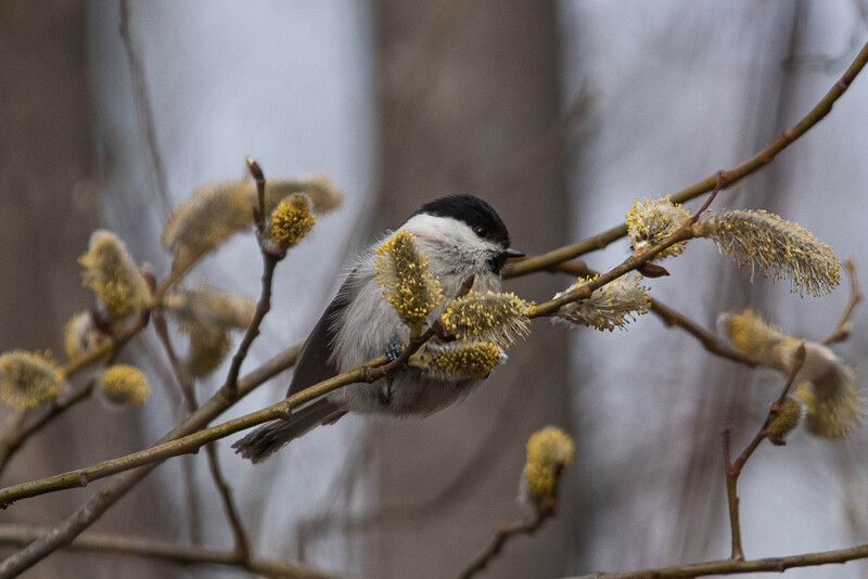 bird, wildlife, marsh tit, nature, wild, черноголовая гаичка, птицы, фотоохота, дикая природа, songbird  Черноголовая гаичка / Poecile palustris / Marsh titphoto preview