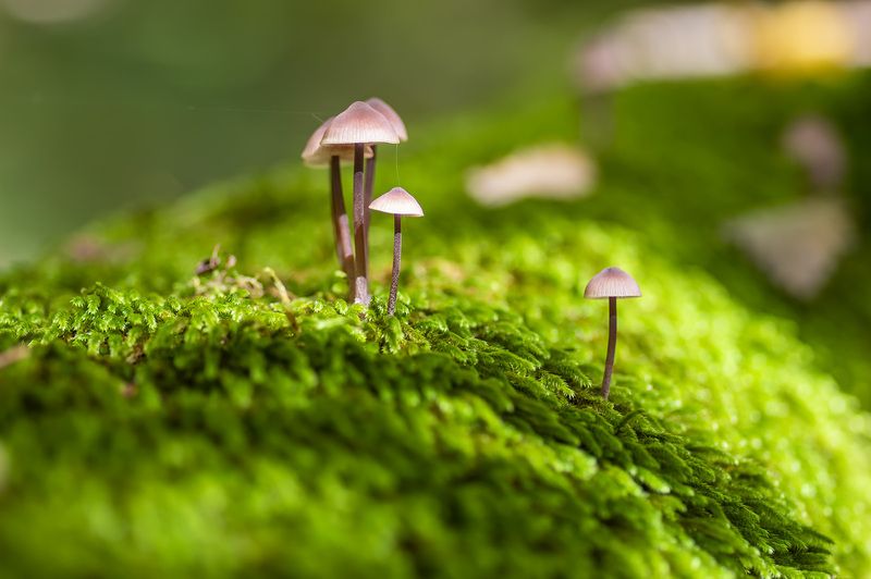 Грибной микрорайонphoto preview