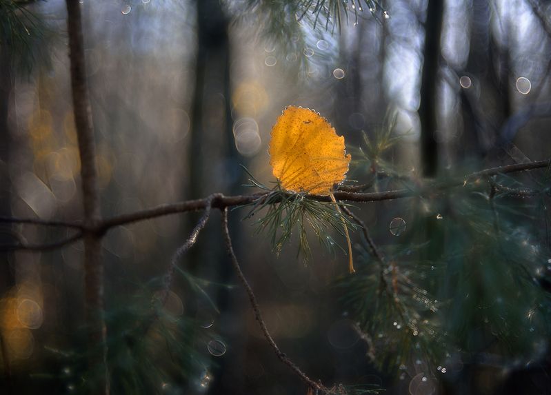 природа,осень,листья,гелиос 77м-4 осенние зарисовки...photo preview