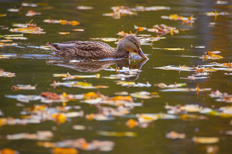 Золотая осень фото превью