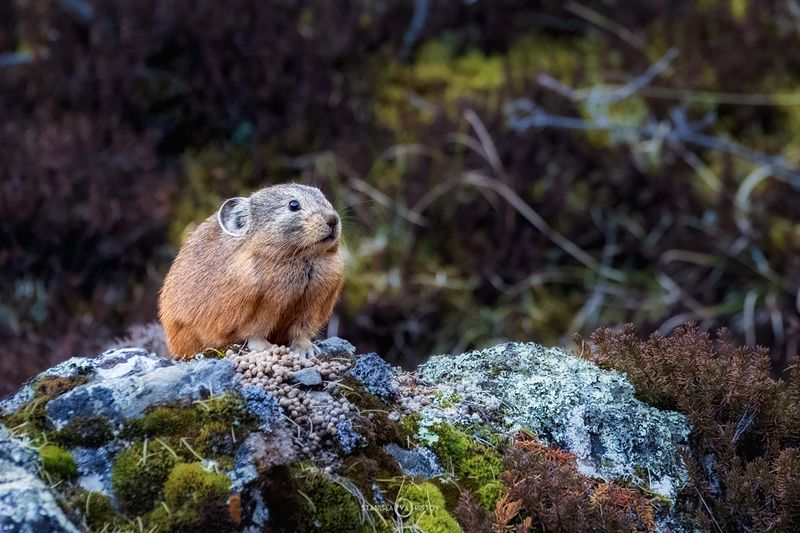 Сторожевая пищухаphoto preview