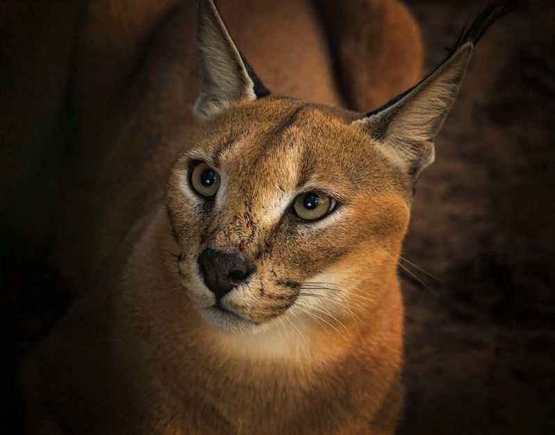 #каракал #животные #кошки африки #южная африка Животные Южной Африкиphoto preview