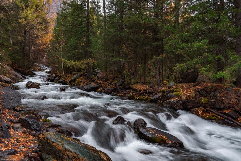 алтай, республика алтай, природа, река ярбалык, осень, золотая осень Речка Ярбалыкphoto preview