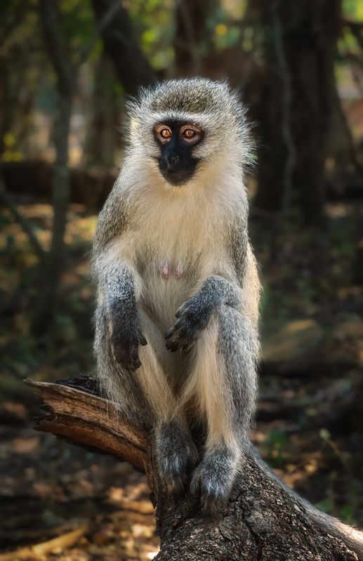 #vervet monkey #обезьяны #зеленая мартышка #приматы африки Vervet monkey (Зеленая карликовая мартышка)photo preview