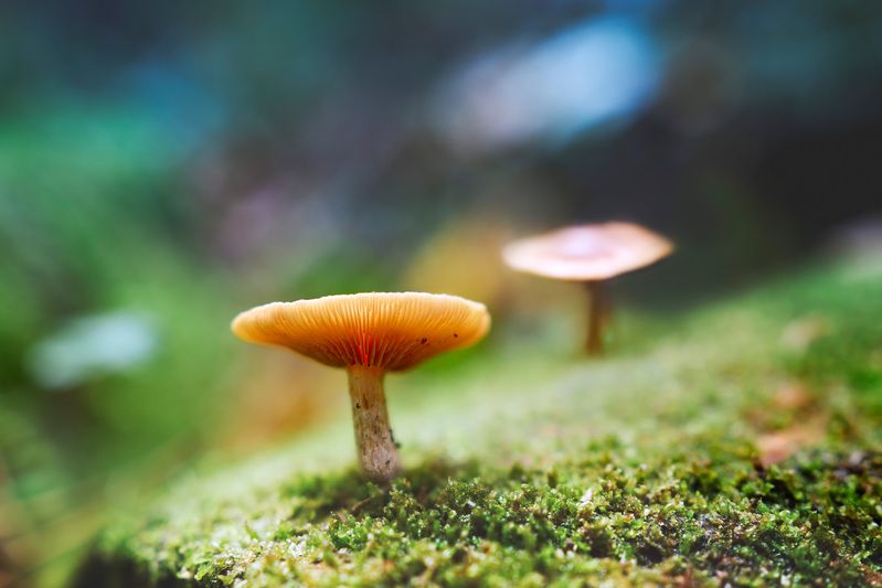 грибы, лес Грибочкиphoto preview