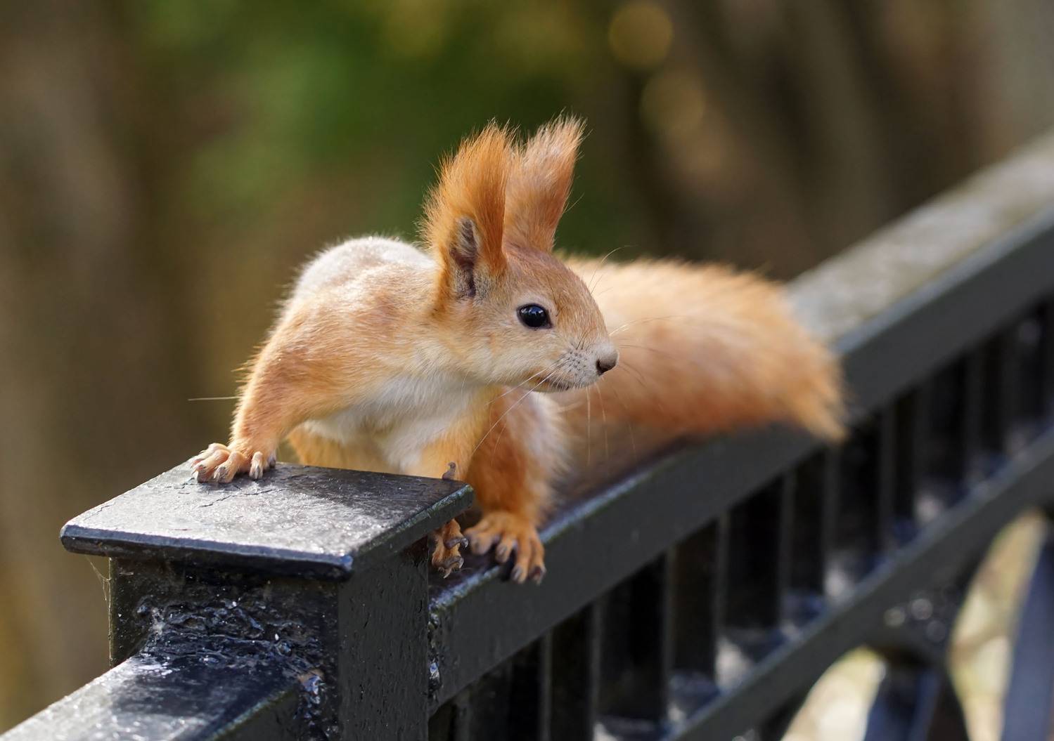 , Чепленко Алексей