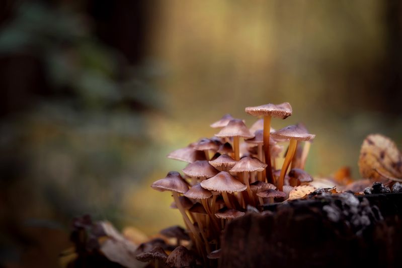 На пеньке фото превью