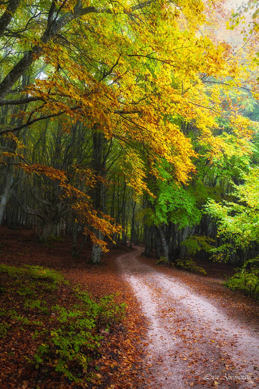 woods nature landscape path outdoor marche region italy trees autumn, Anconetani Luca