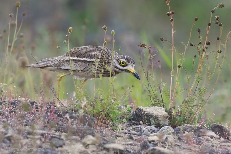 Авдотка Авдотка у гнездаphoto preview
