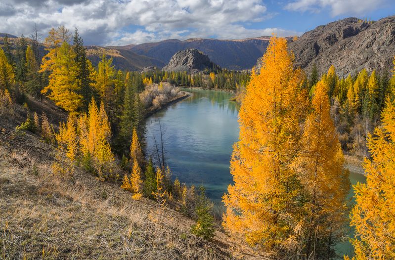 россия, горный алтай, река, золотые лиственницы,осень Золото осениphoto preview
