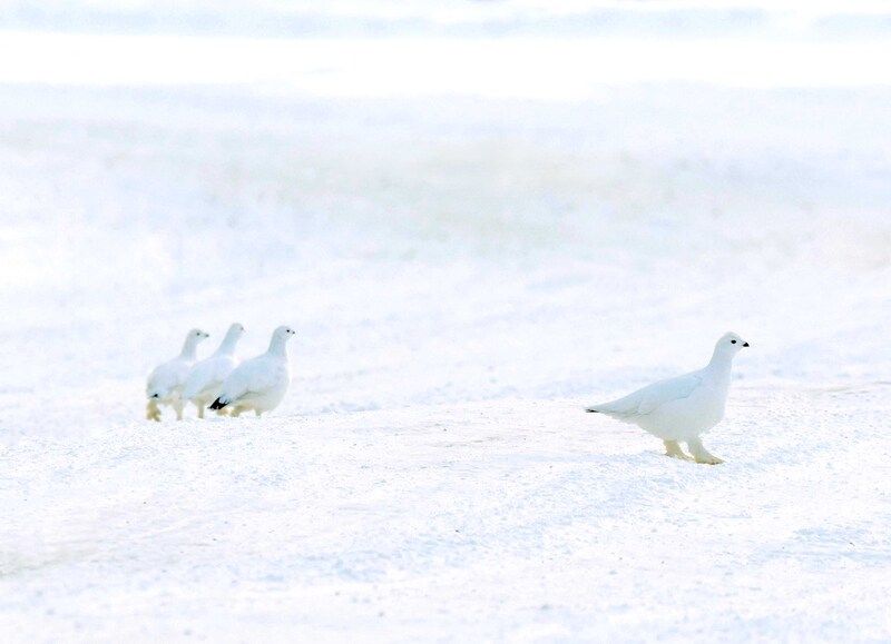 белые куропатки, состязание На старт! Внимание! Побежали!photo preview