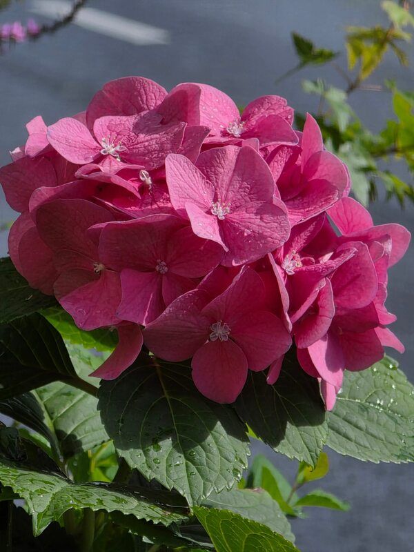 Цветы, Москва Август в центре Москвыphoto preview